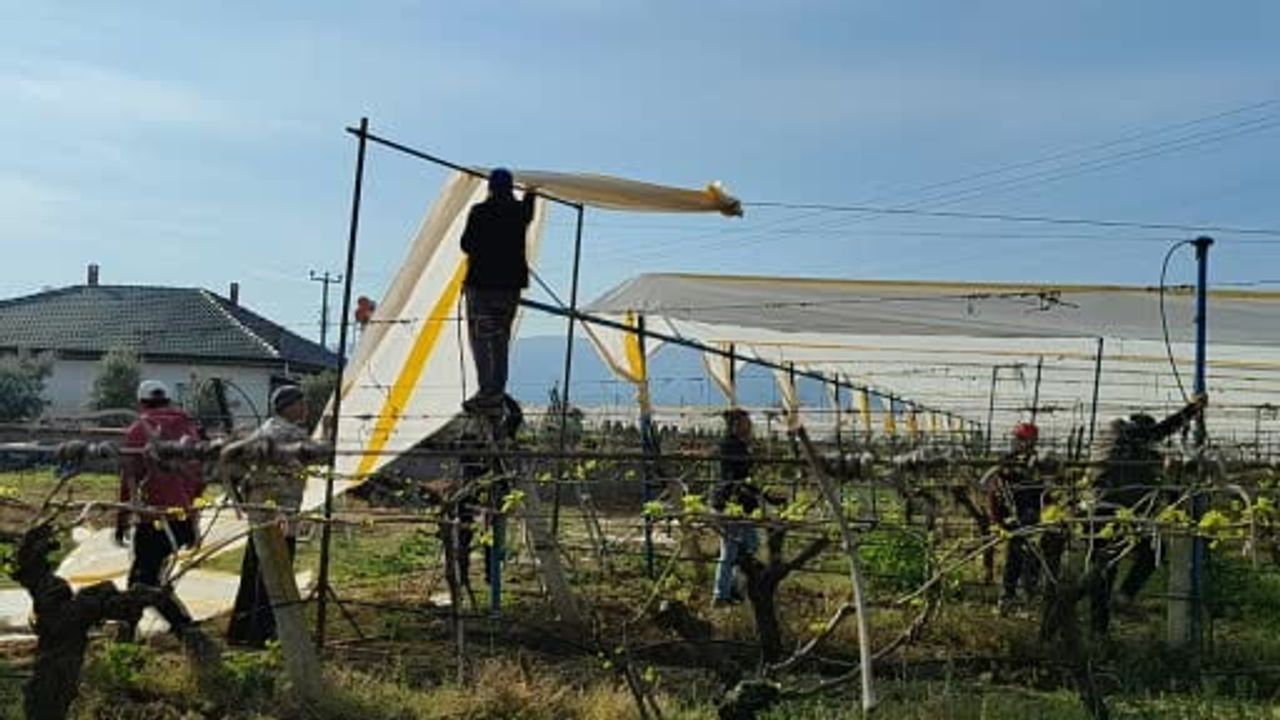 Sarıgöl’de bağlar yeni sezona dolu tülleriyle hazırlanıyor