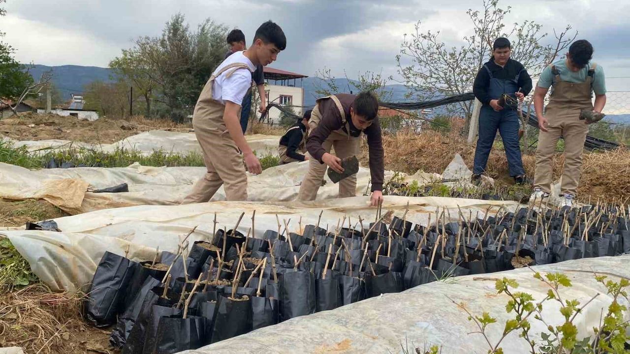 Sarıgöl Lisesi, Emcelli biberini canlandırdı; 5 bin bağ fidanı üreterek bölge tarımına destek verdi