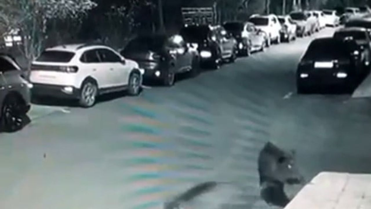 Sarıyer Huzur Mahallesi’nde Aç Kalan Domuzlar Hastane Bahçesine İndi