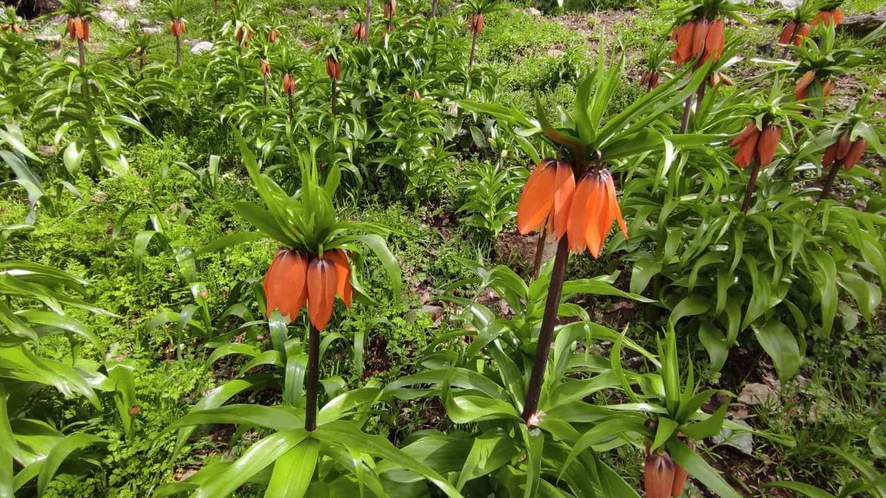 Sason’da baharın simgesi ters lale: Kısa ömrüyle doğaseverlerin ilgi odağı