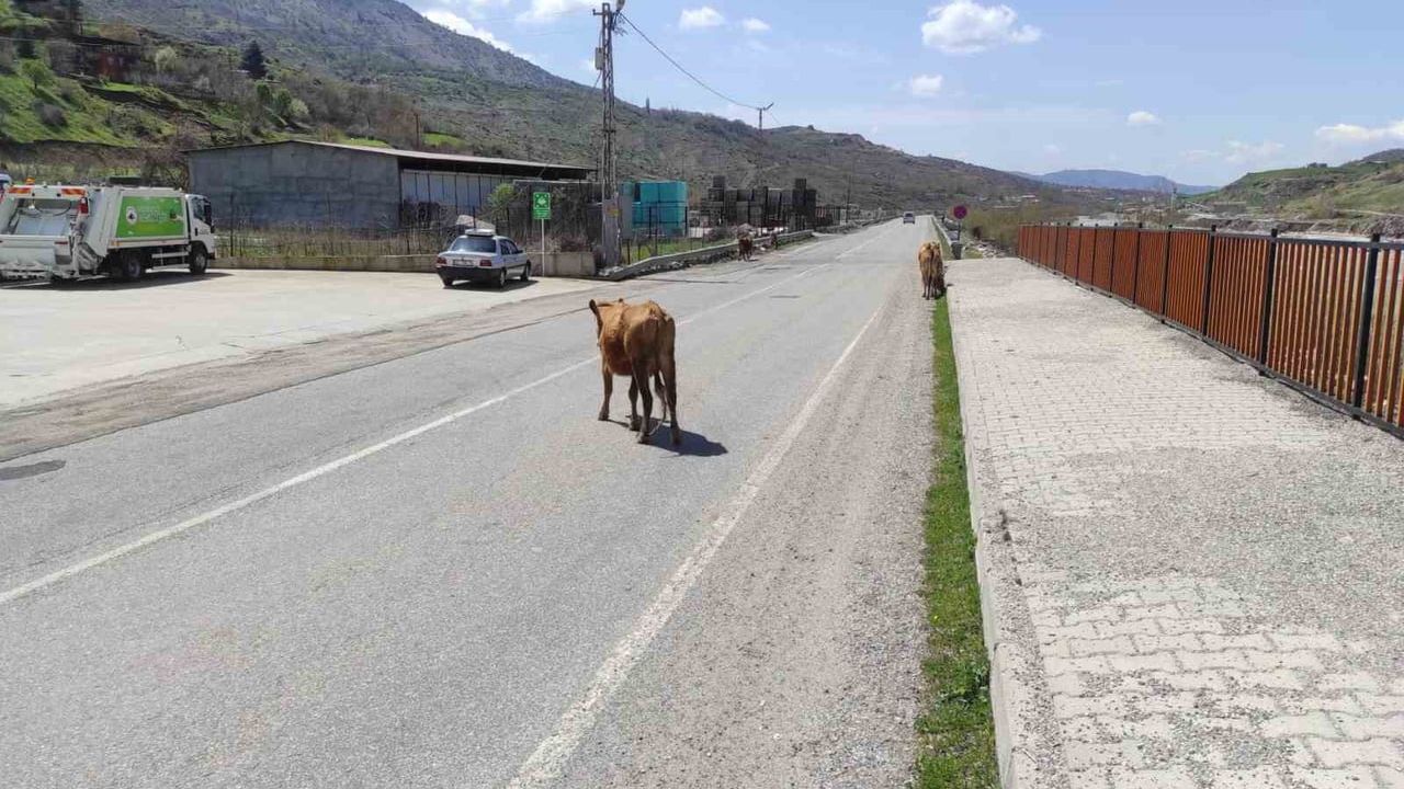 Sason'da Başıboş Büyükbaş Hayvanlar Ana Yolda Trafik Güvenliğini Tehdit Ediyor