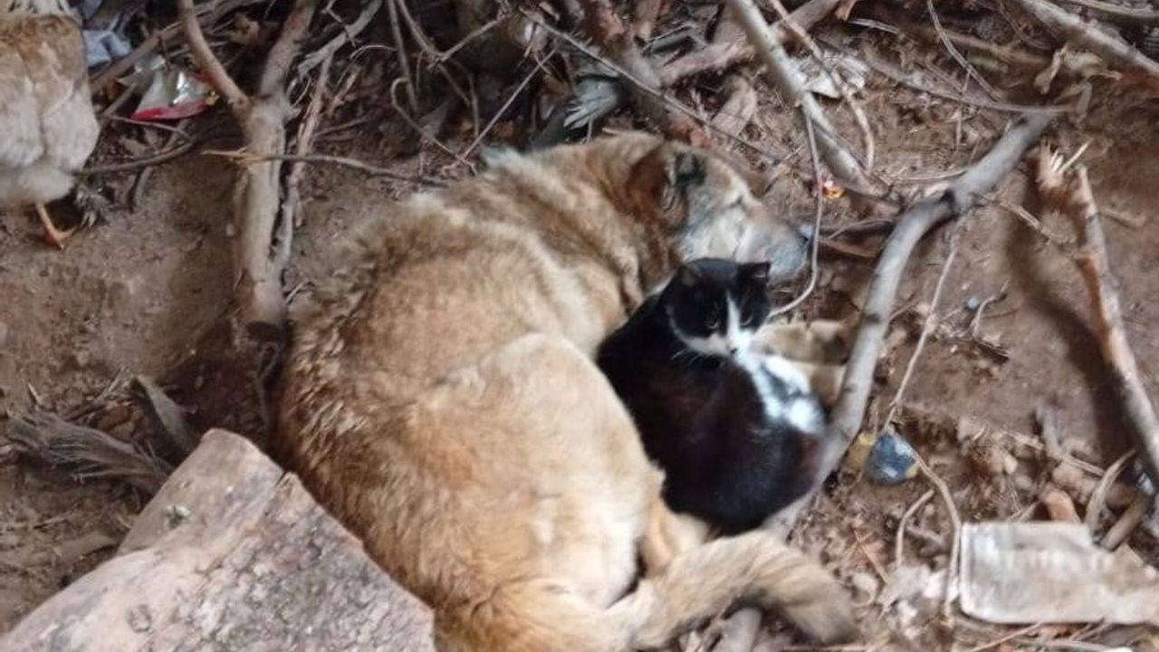 Sason'da Üşüyen Kedi ve Köpek Birbirine Sığınarak Uyudu
