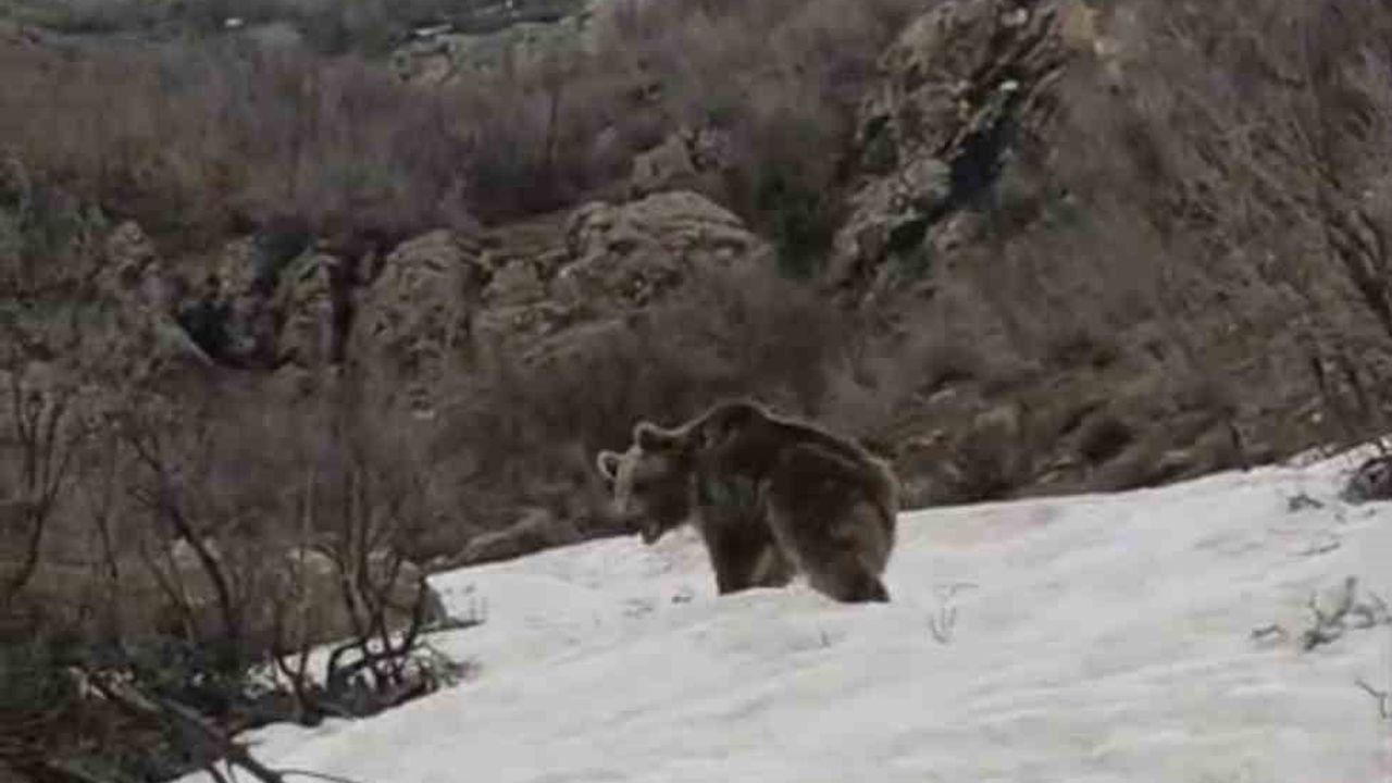 Şemdinli’de Kış Uykusundan Uyanan Ayı Alan Köyü Yakınlarında Görüntülendi