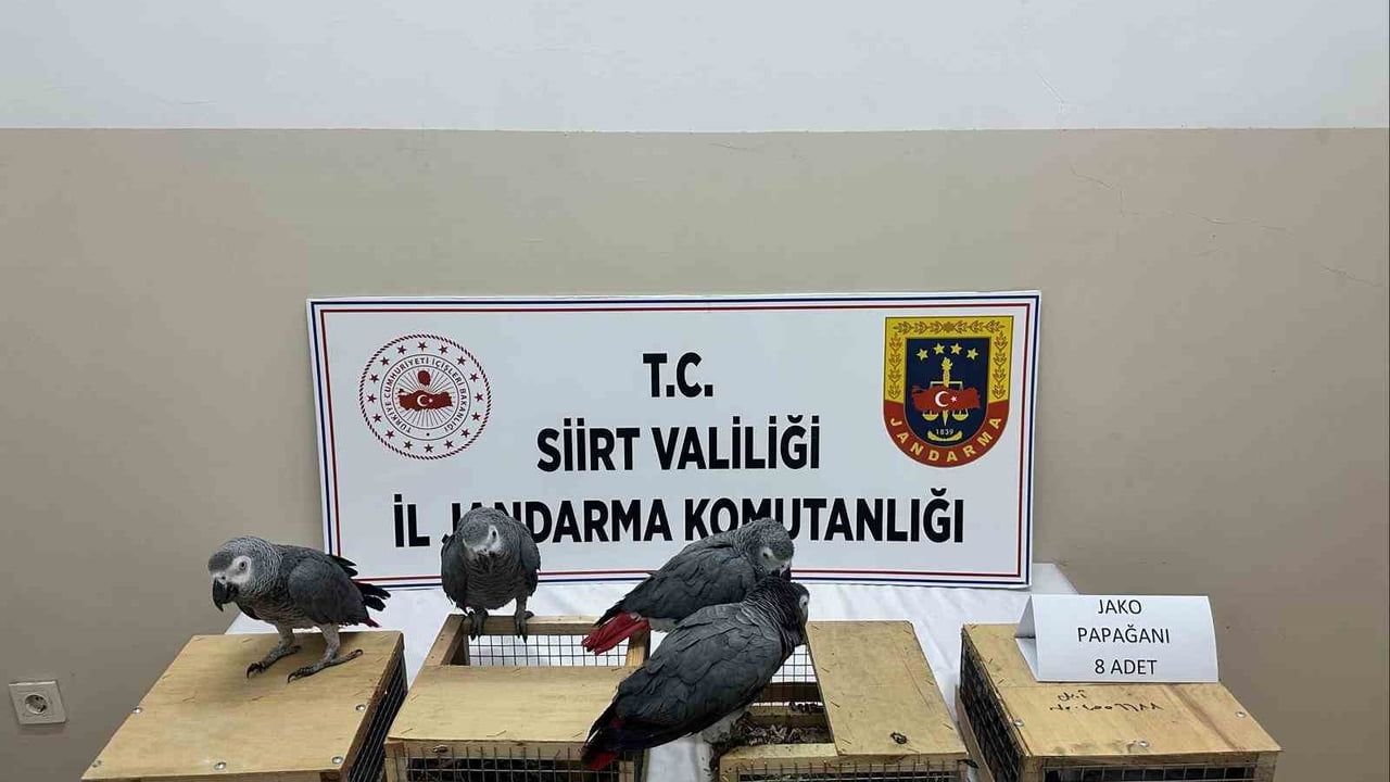 Siirt'te jandarma yol kontrolünde 8 jako papağan ele geçirdi