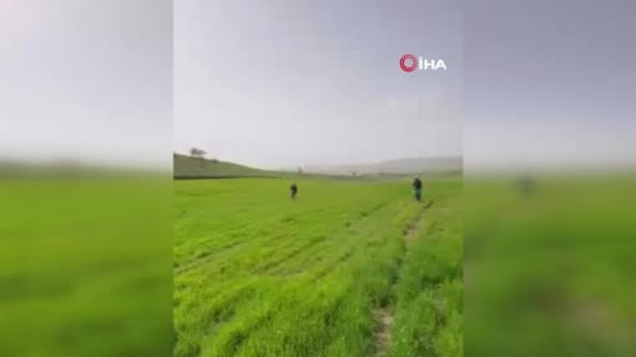 Siirt’te yoğun yağış tarımı zorluyor: Çiftçiler gübrelemeyi geleneksel yöntemle yapıyor