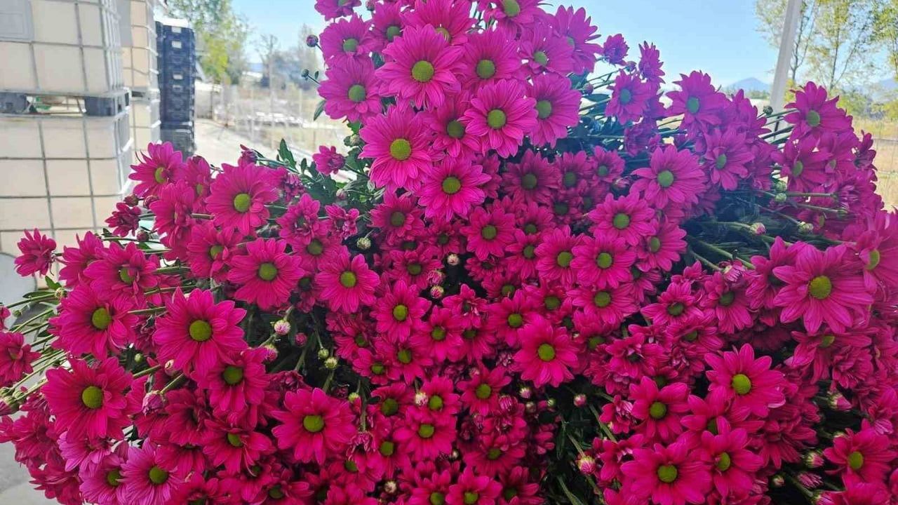 Simav'da Seracılıkta Alternatif Ürün: Kesme Çiçek Üretimi ve İhracat