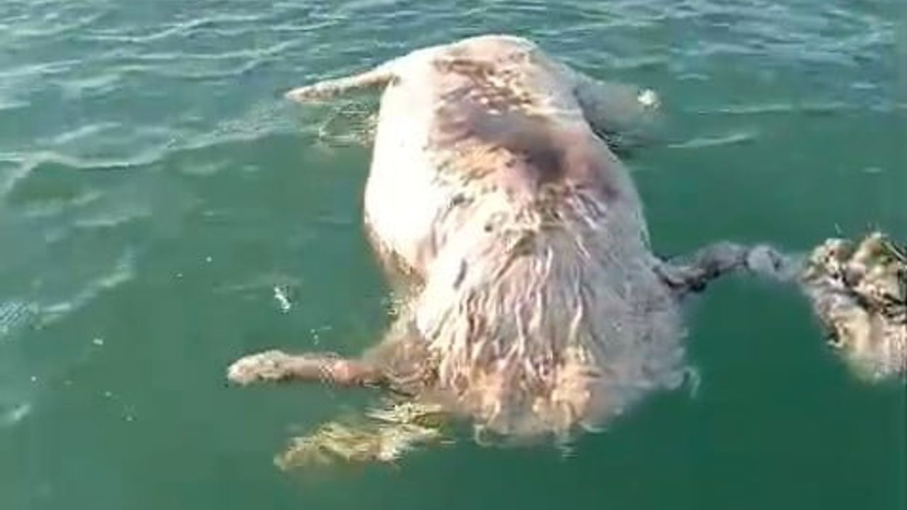 Sinop Ayancık'ta denizde ölü inek bulundu