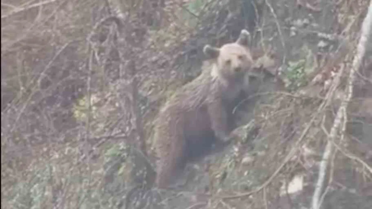 Sinop Ayancık'ta yavru ayı yolda görüntülendi — Babaköy yakınlarında cep telefonu kamerasına yansıdı