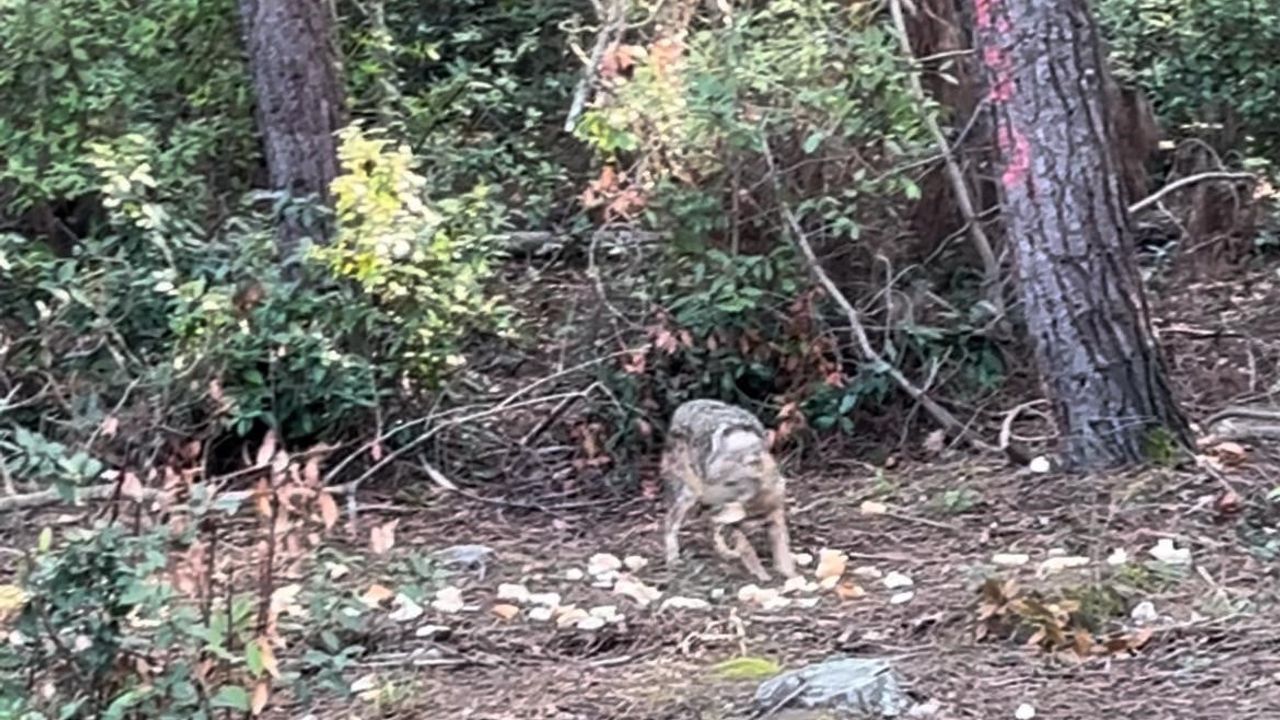 Sinop Hamsilos'ta çakalın yol kenarından ekmek kapıp ormana girdiği anlar kamerada