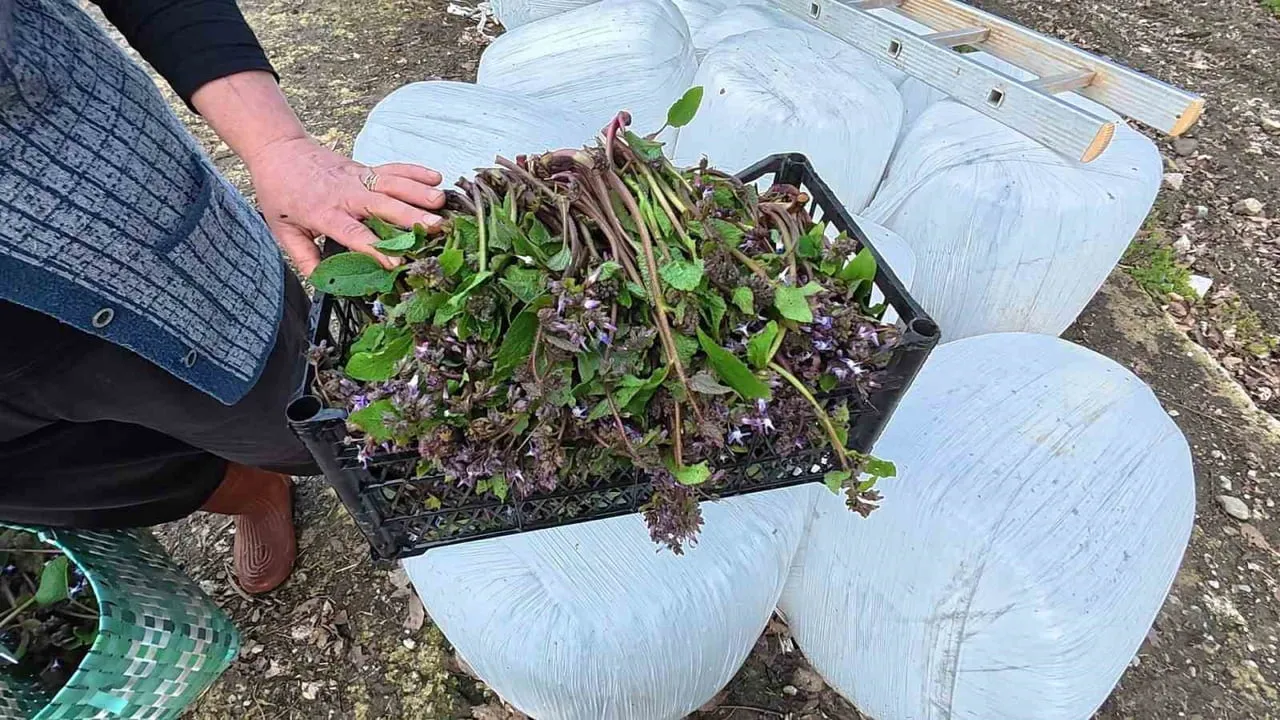 Sinop'ta baharın lezzeti zılbıt Erfelek pazarlarında ilgi görüyor