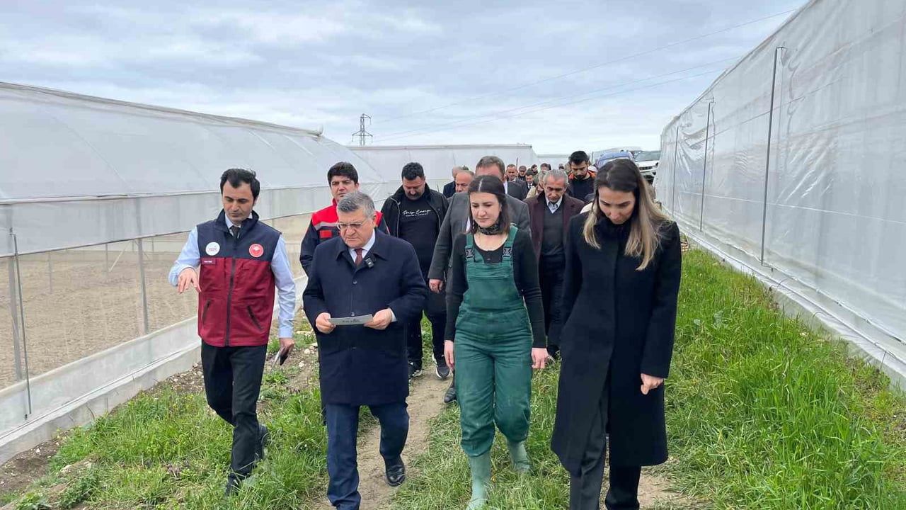 Sinop'ta IPARD destekli serada ilk gül fideleri dikildi