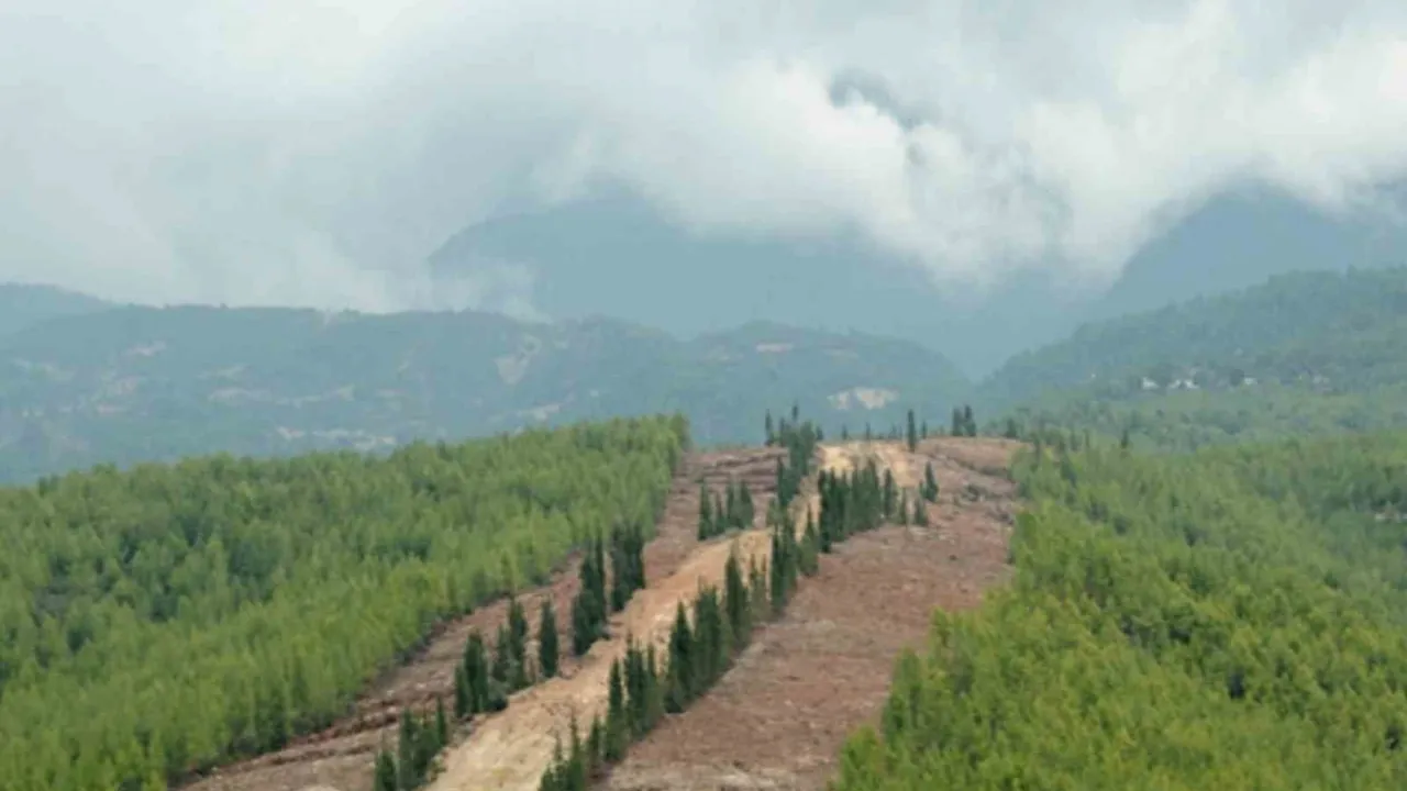 Sinop'ta YARDOP ile yanan alanlar rehabilite ediliyor, yangına dirençli ormanlar hedefleniyor