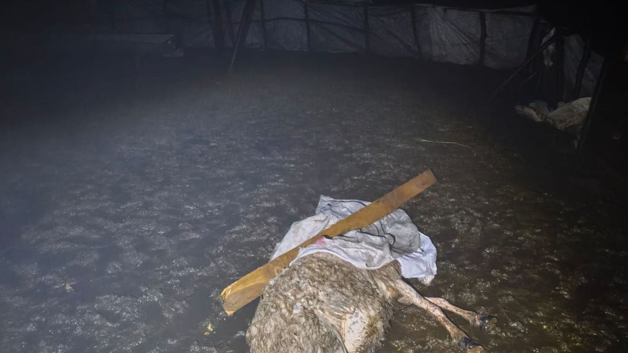 Şırnak'ta fırtına Aksu Köyü'nde ağıl yıktı: 6 koyun telef oldu, muhabir selde kurtarıldı