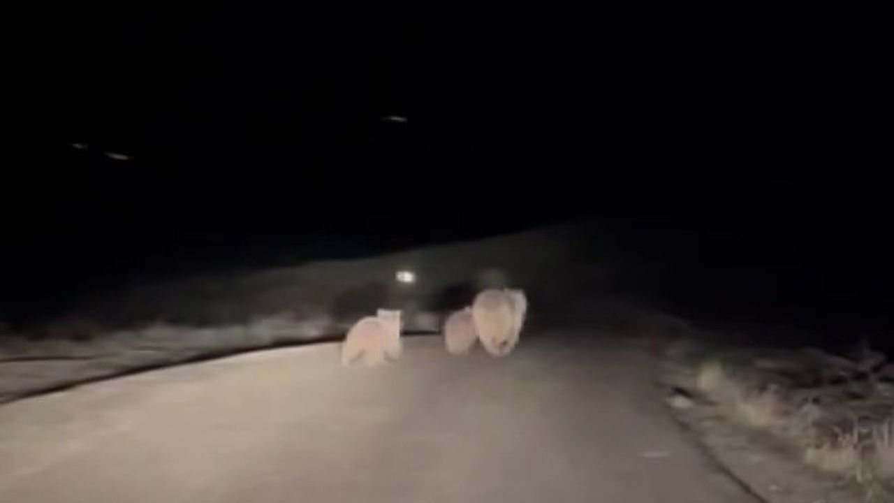 Sivas Koyulhisar'da kış uykusundan uyanan anne ayı ve iki yavrusu yol üzerinde görüntülendi