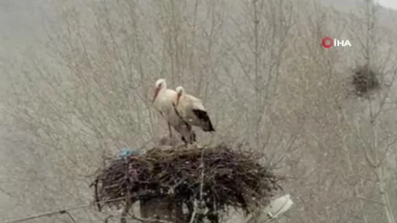 Sivas'ta Erken Gelen Leylekler Kar Sürpriziyle Karşılaştı