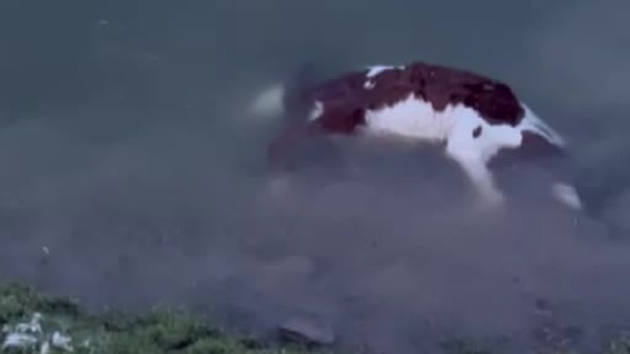 Sivas Ulaş'ta Yapalı Barajı taştı: Köye ulaşan sular bir buzağıyı telef etti