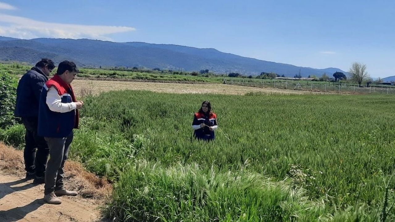 Söke'de hububat arazilerinde teknik denetim: dane kaybı önleniyor