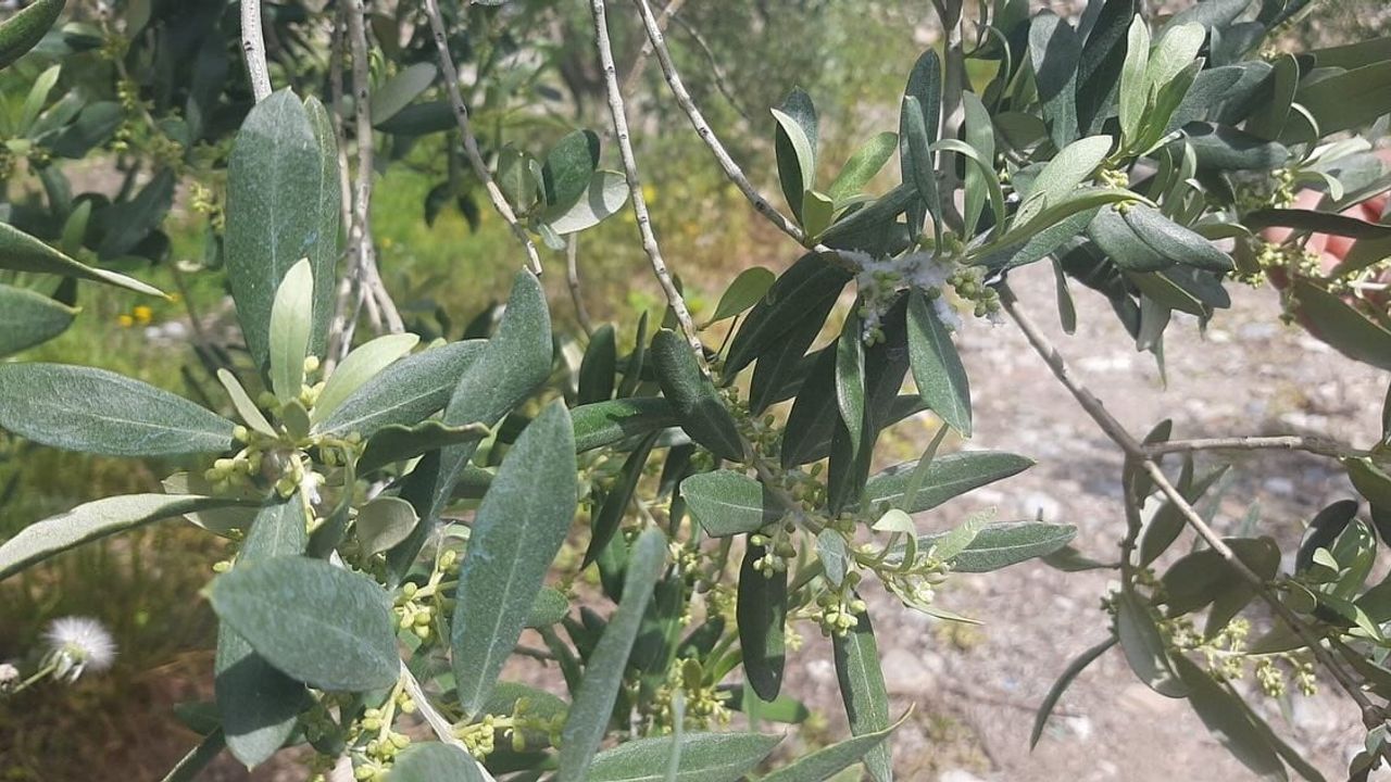 Söke'de tarım ekipleri sahada: hastalık ve zararlı denetimleri sürüyor