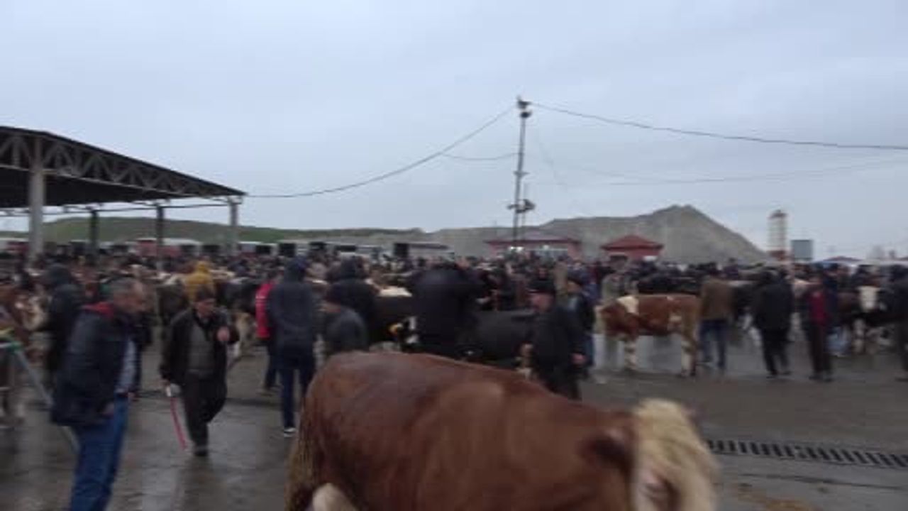 Sorgun Canlı Hayvan Pazarı yağışa rağmen üretici ve alıcıları buluşturuyor