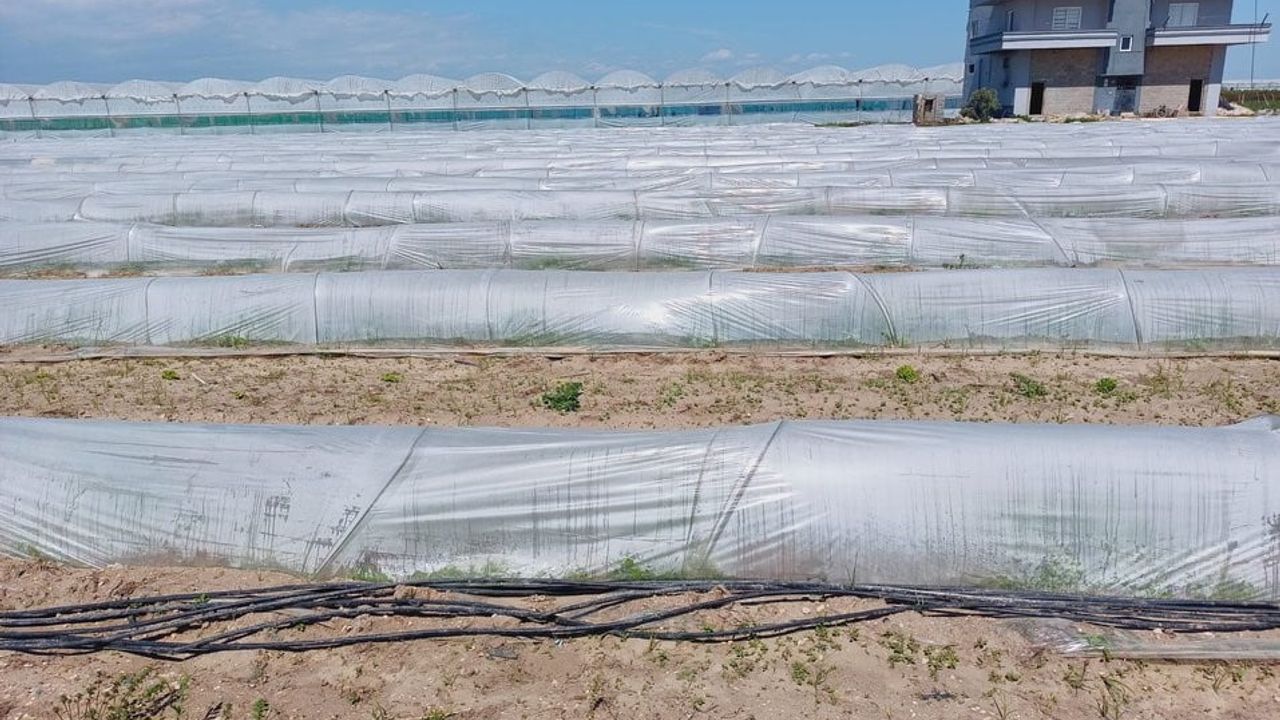 Tarım ve Orman Bakanlığı: Tarsus'taki kıvırcık marul iddiası gerçeği yansıtmıyor