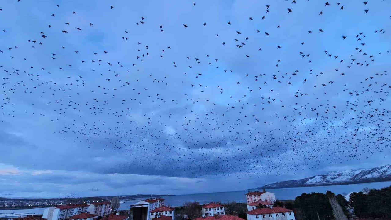 Tatvan'da binlerce sığırcığın senkronize uçuşu gökyüzünde görsel şölen oluşturdu