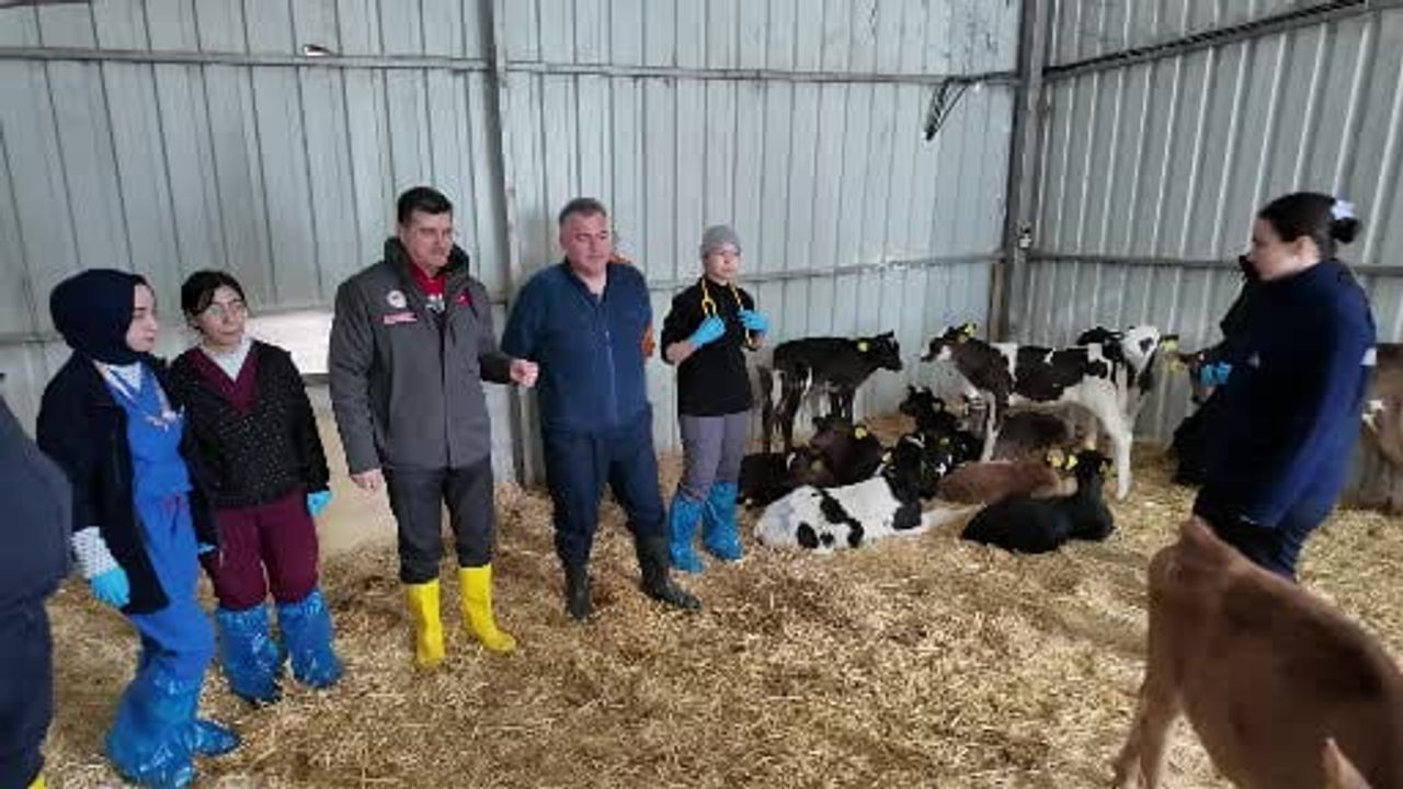 Tekirdağ’da Buzağı Ölümlerine Karşı Uygulamalı Eğitim: Doğum Sonrası Bakım ve Verimlilik Odaklı İnceleme