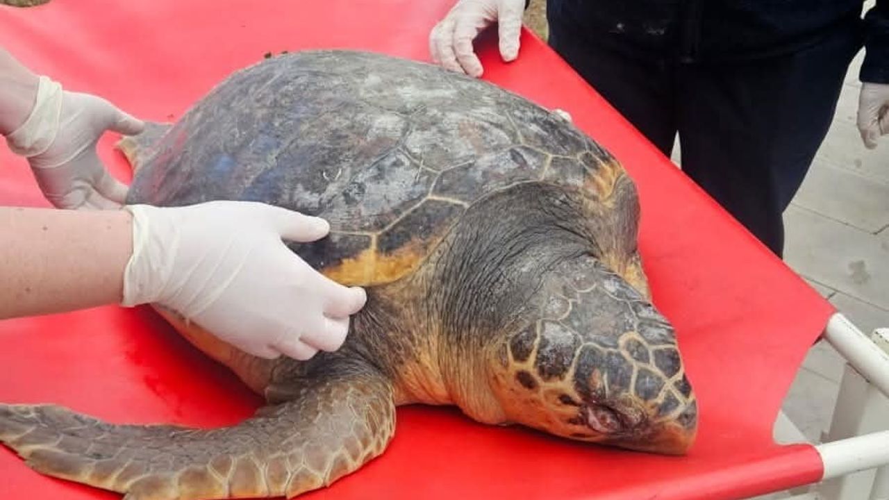 Tekirdağ’da ölü caretta caretta için nekropsi başlatıldı