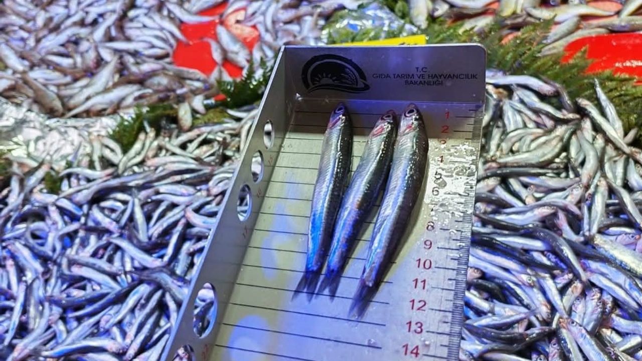 Tekirdağ'da su ürünleri denetimleri sürüyor: 1380 sayılı Kanun kapsamında eş zamanlı kontroller