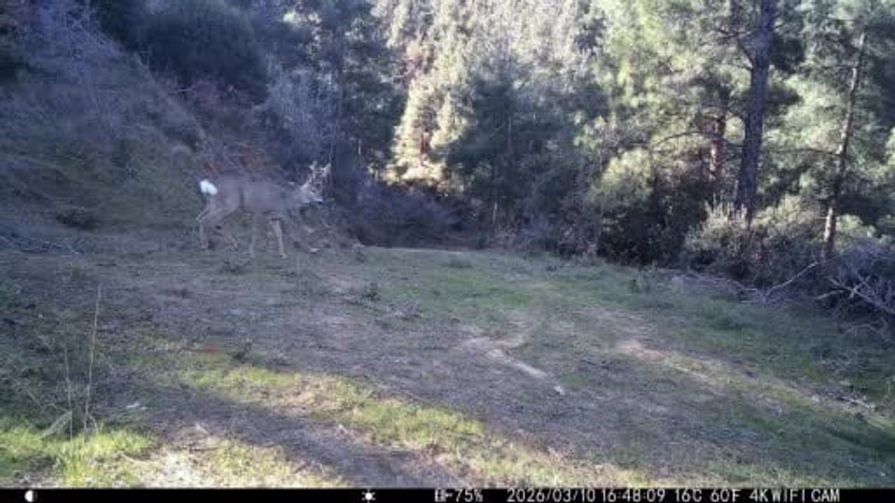Tekirdağ Ganos Dağı eteklerinde fotokapan üç karacayı görüntüledi