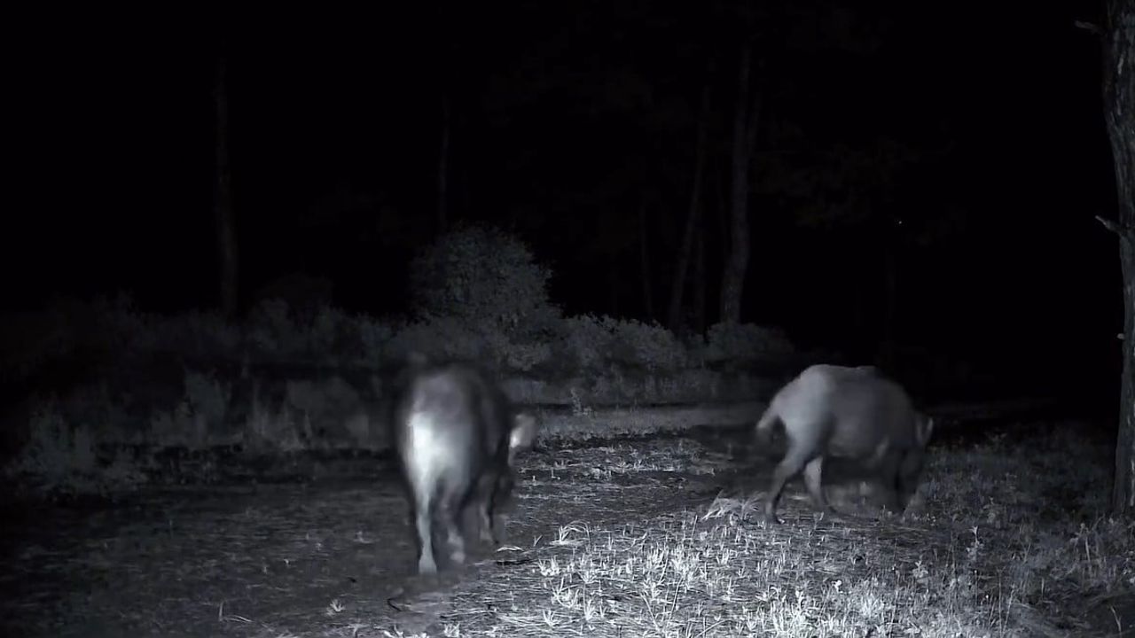 Tekirdağ Ganos Dağları'nda fotokapanlara yansıyan domuz sürüsü