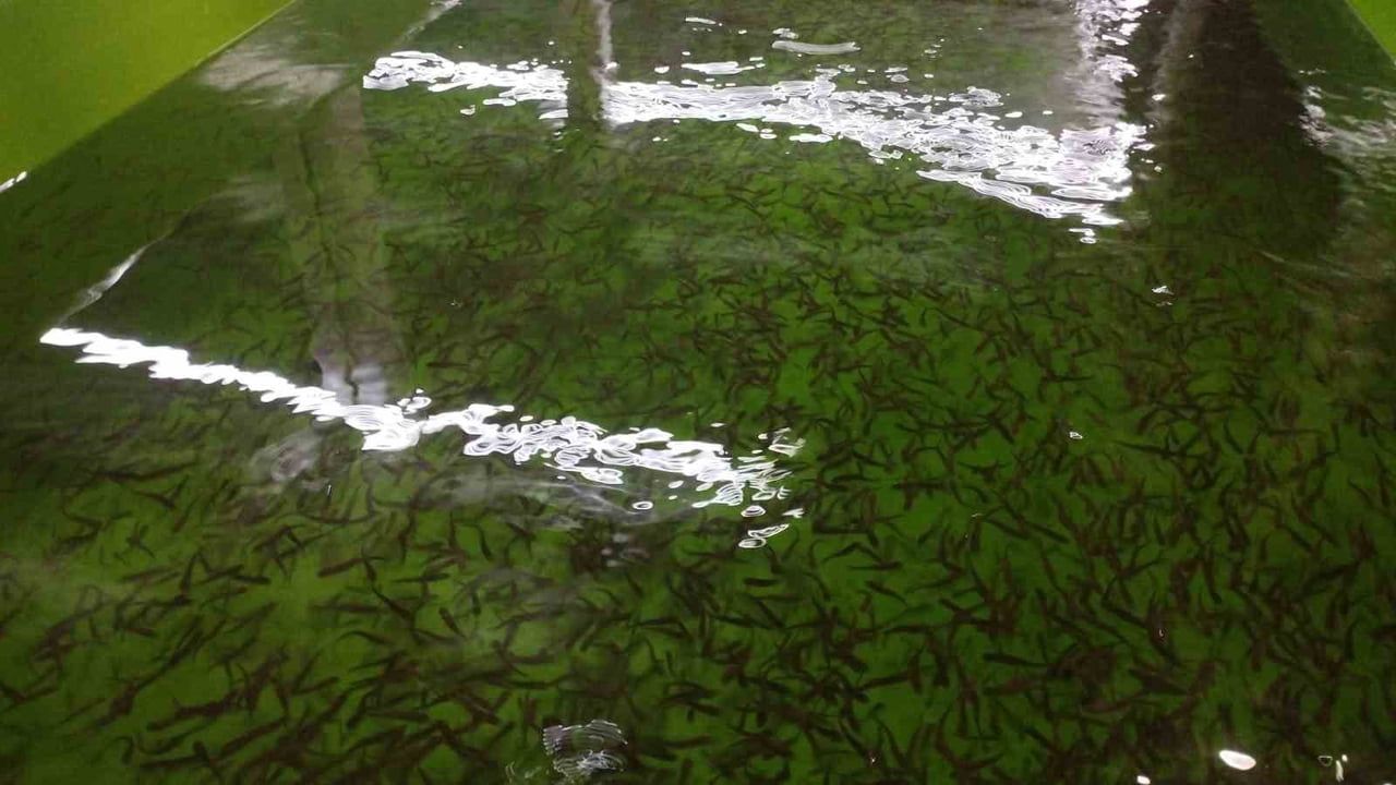 Tercan'da yıllık 7 milyon kapasiteli yavru alabalık tesisine denetim