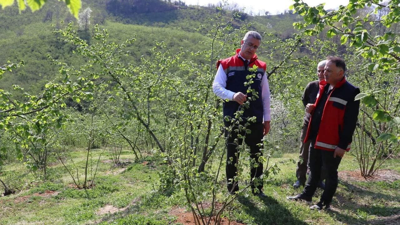 Terme'de teraslı fındık bahçeleri verim ve kaliteyi artırdı