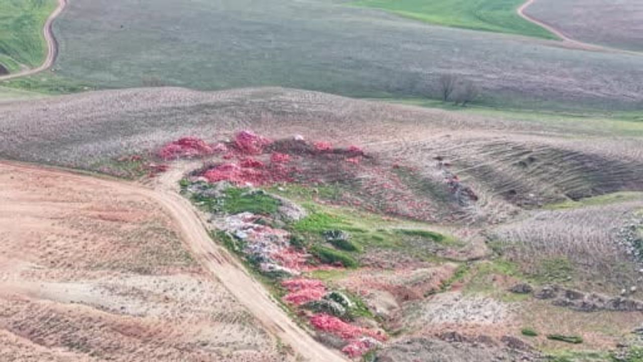 Ticaret Bakanlığı, Polatlı'da Boş Araziye Dökülen Soğanlarla İlgili İnceleme Başlattı
