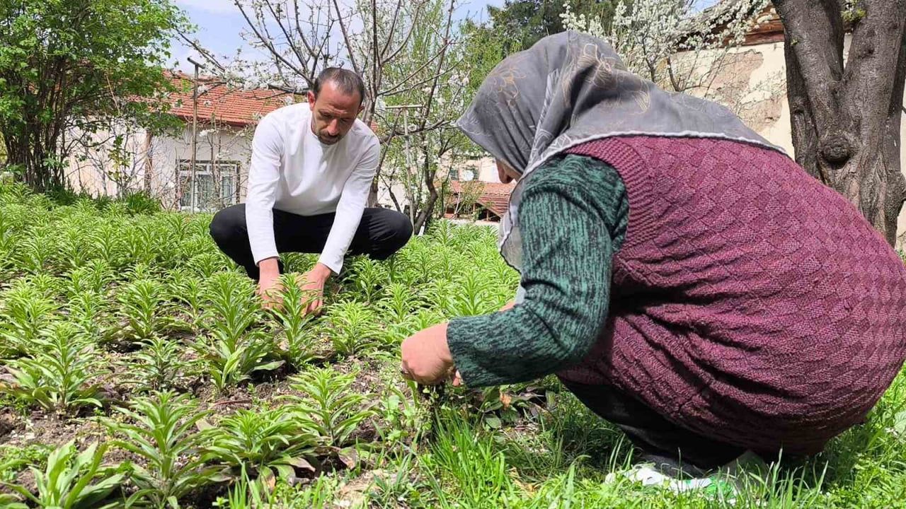 Tokat'ta baba yadigarı akzambakları koruyan üretici: Erdi Can Aydemir soğan sayısını 450 bine çıkardı