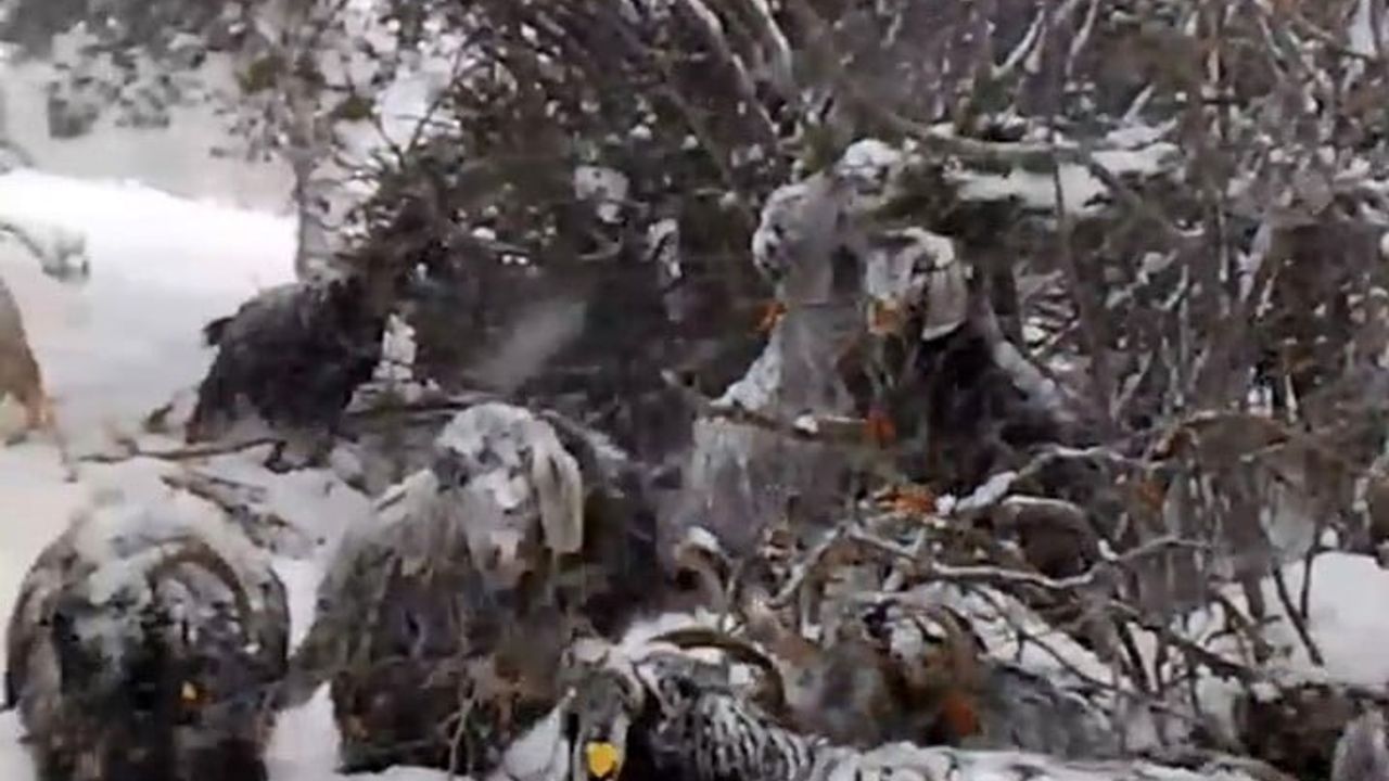 Tokat’ta çoban Serhan Çakmak, kışın mücadelesinin ardından baharı türküyle karşıladı