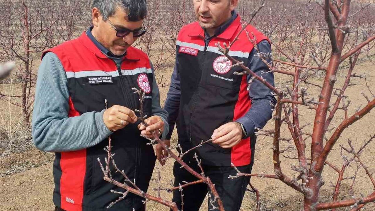 Tomarza’da zirai don uyarısı: İlçe Tarım ekipleri saha kontrollerini sürdürüyor