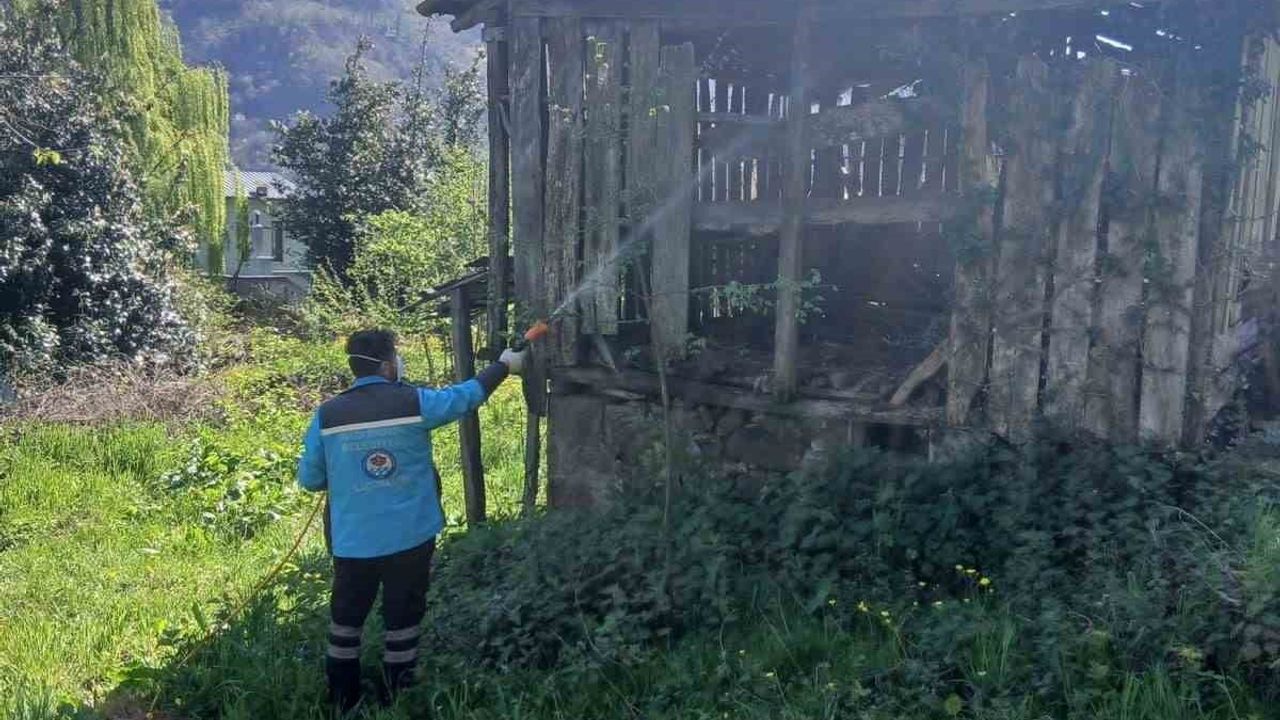 Trabzon'da kahverengi kokarca ile mücadele çalışmaları sürüyor