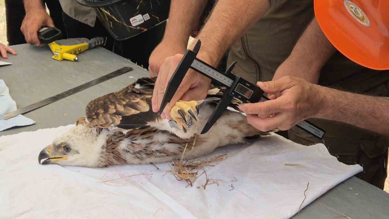 TREDAŞ, Trakya'da nesli tehlikedeki şah kartallarını halkalayıp GPS ile izliyor