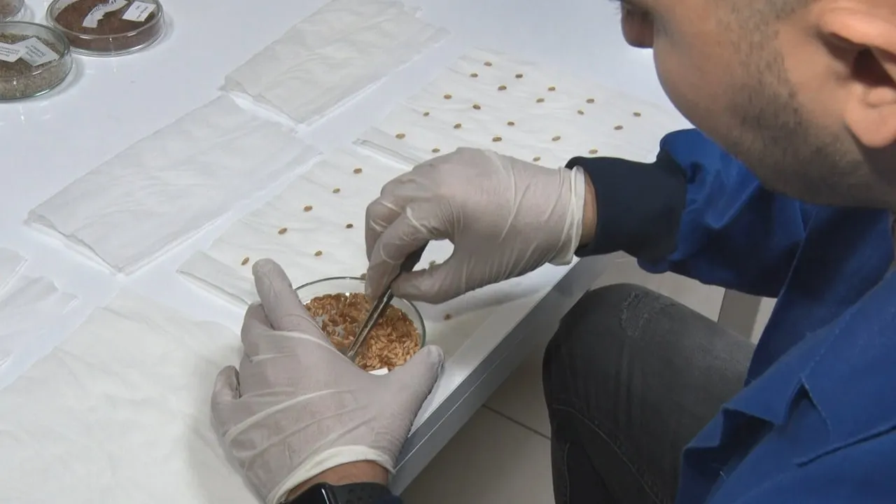 Türkiye gen bankalarıyla gıda güvenliğine hazır: 122 bin tohum, 400 bin kapasiteli altyapı