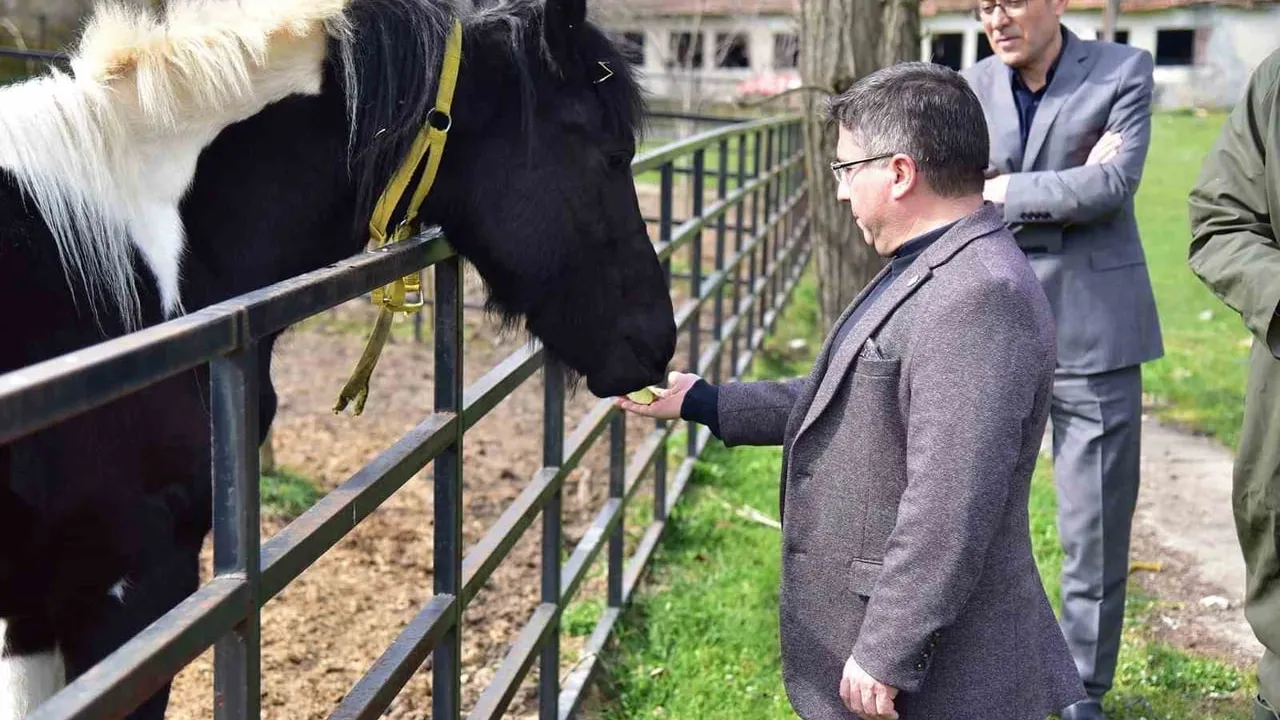Türkiye'nin ilk tüp tayı 'Balat' 2. yaşını Balıkesir Üniversitesi'nde kutladı