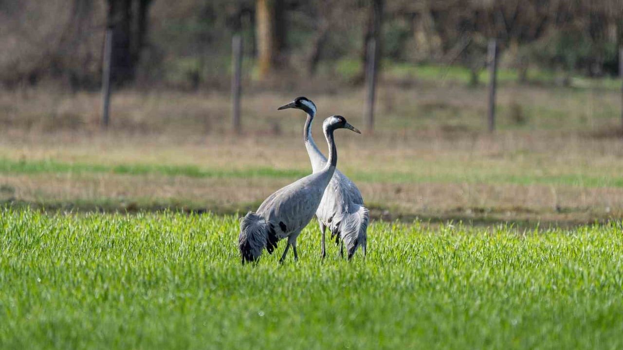 Turnaların İzinde: DKMP'nin 2026 Turna Eylem Planı İzleme Çalışmaları Sürüyor