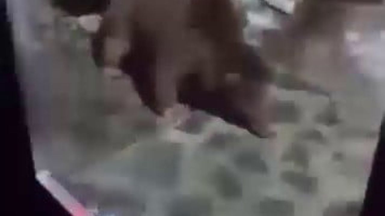 Uludağ Sarıalan'da ayı ailesi cep telefonu kamerasına yansıdı