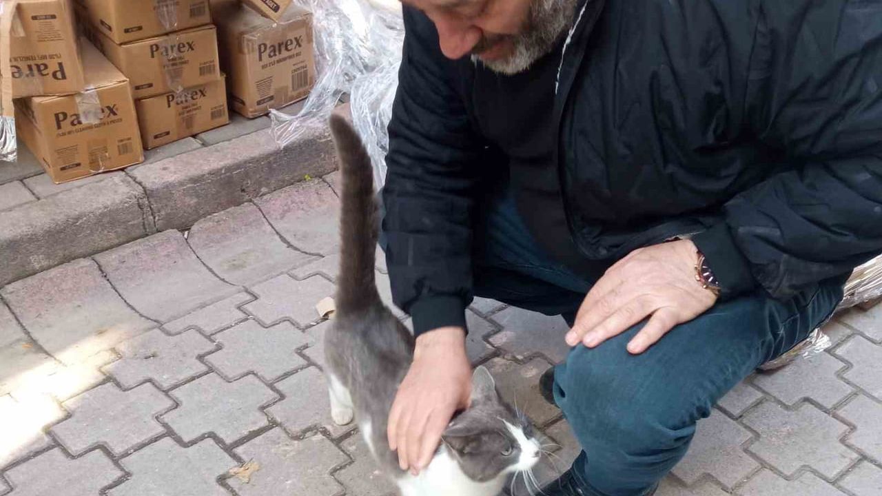 Ünye'de Ağaca Sığınan Kedi İtfaiye Tarafından Kurtarıldı