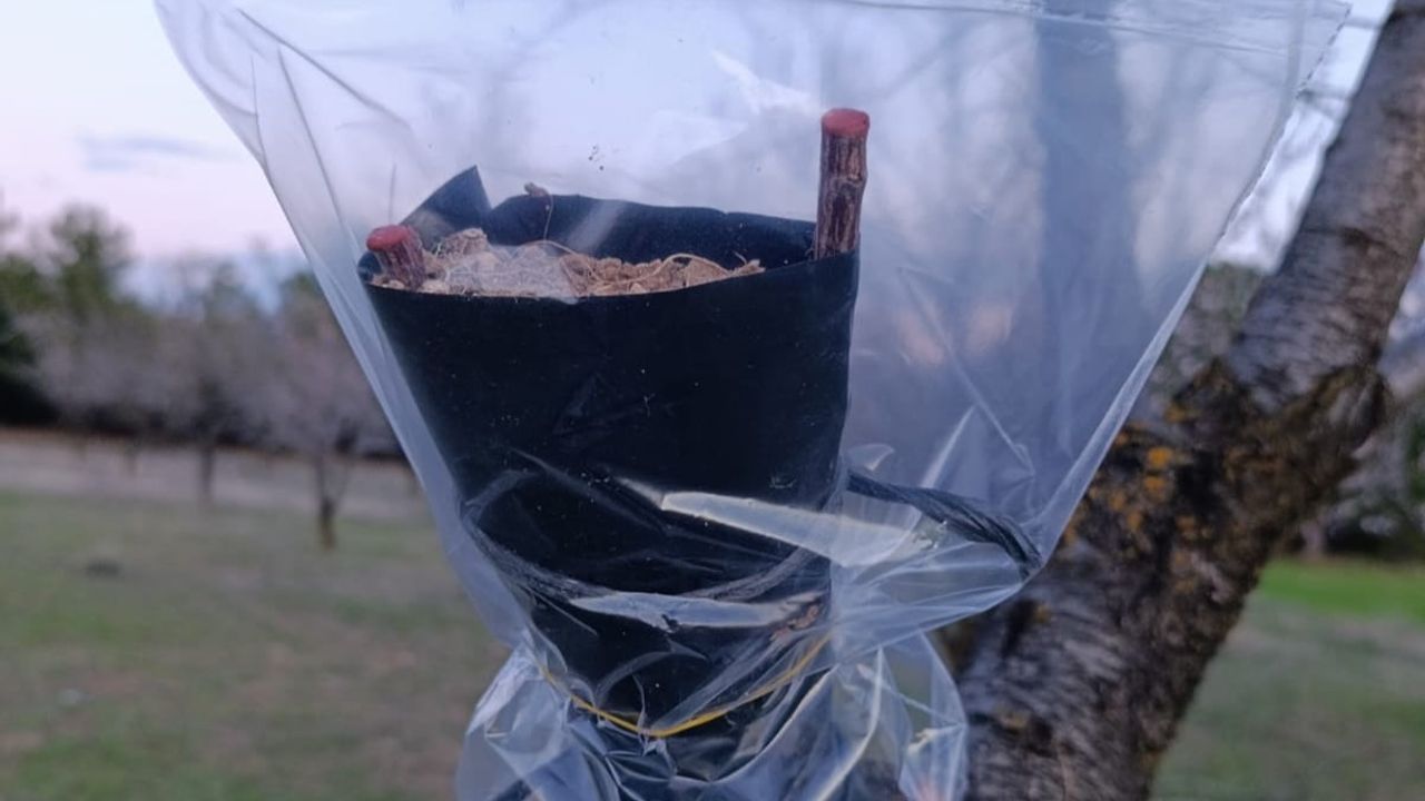 Uşak İl Tarım ve Orman Müdürlüğü'nden badem üreticilerine don uyarısı