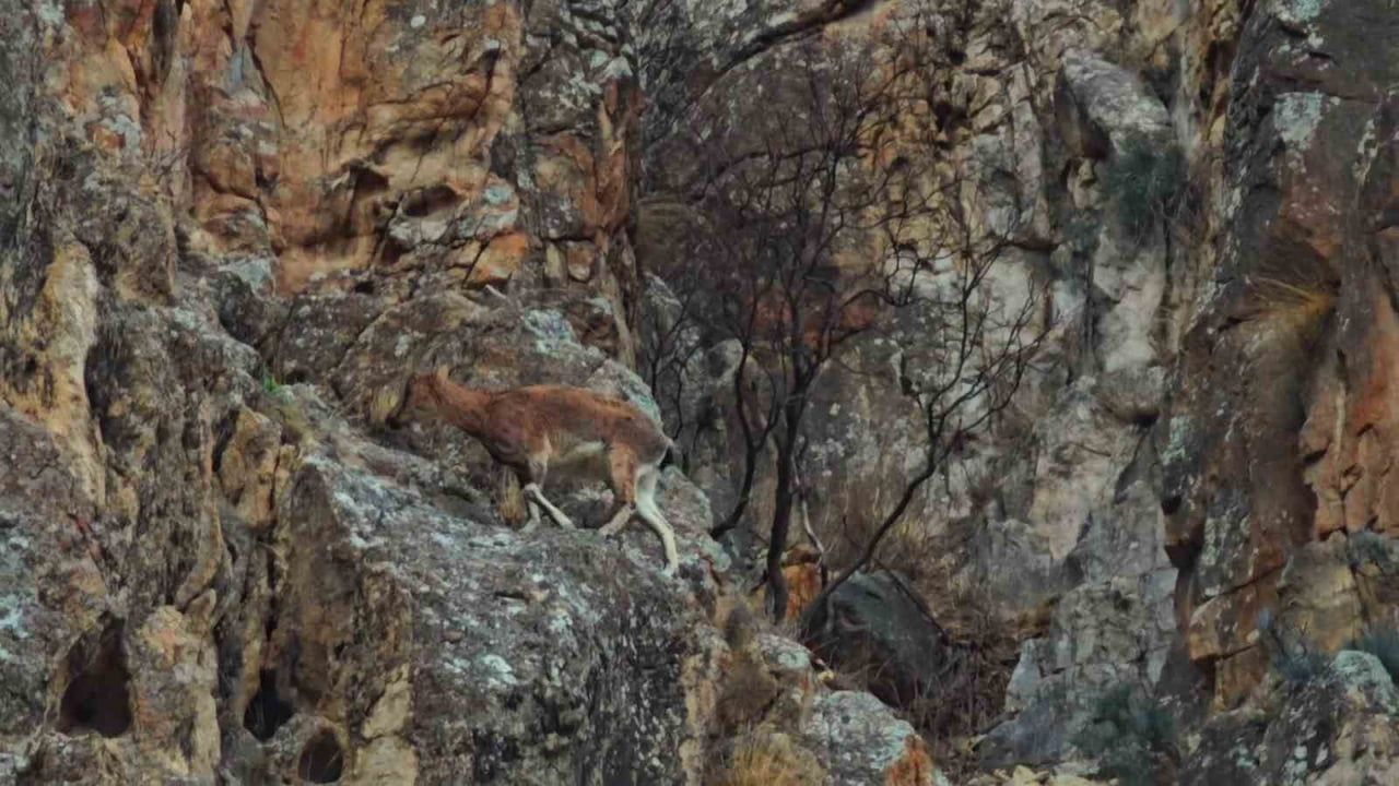 Uzundere'de Dağ Keçileri Erzurum-Artvin Karayolu Kenarında Görüntülendi