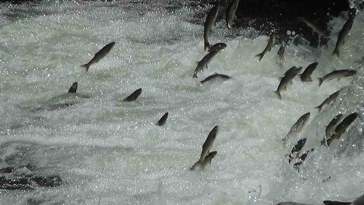 Van'da 15 Nisan-15 Temmuz: 90 Günlük İnci Kefali Av Yasağı Başladı