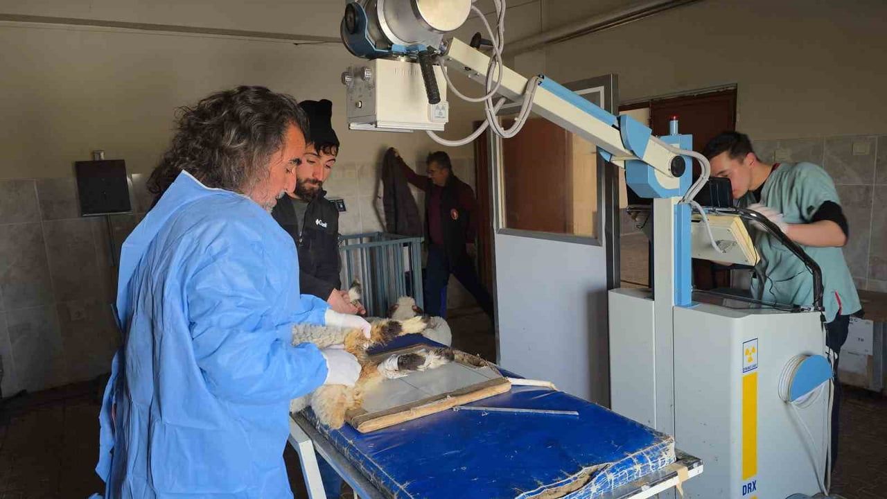 Van'da 5.2'lik depremde çöken ahırdan kurtarılan 7 kuzu Van YYÜ'de tedaviye alındı