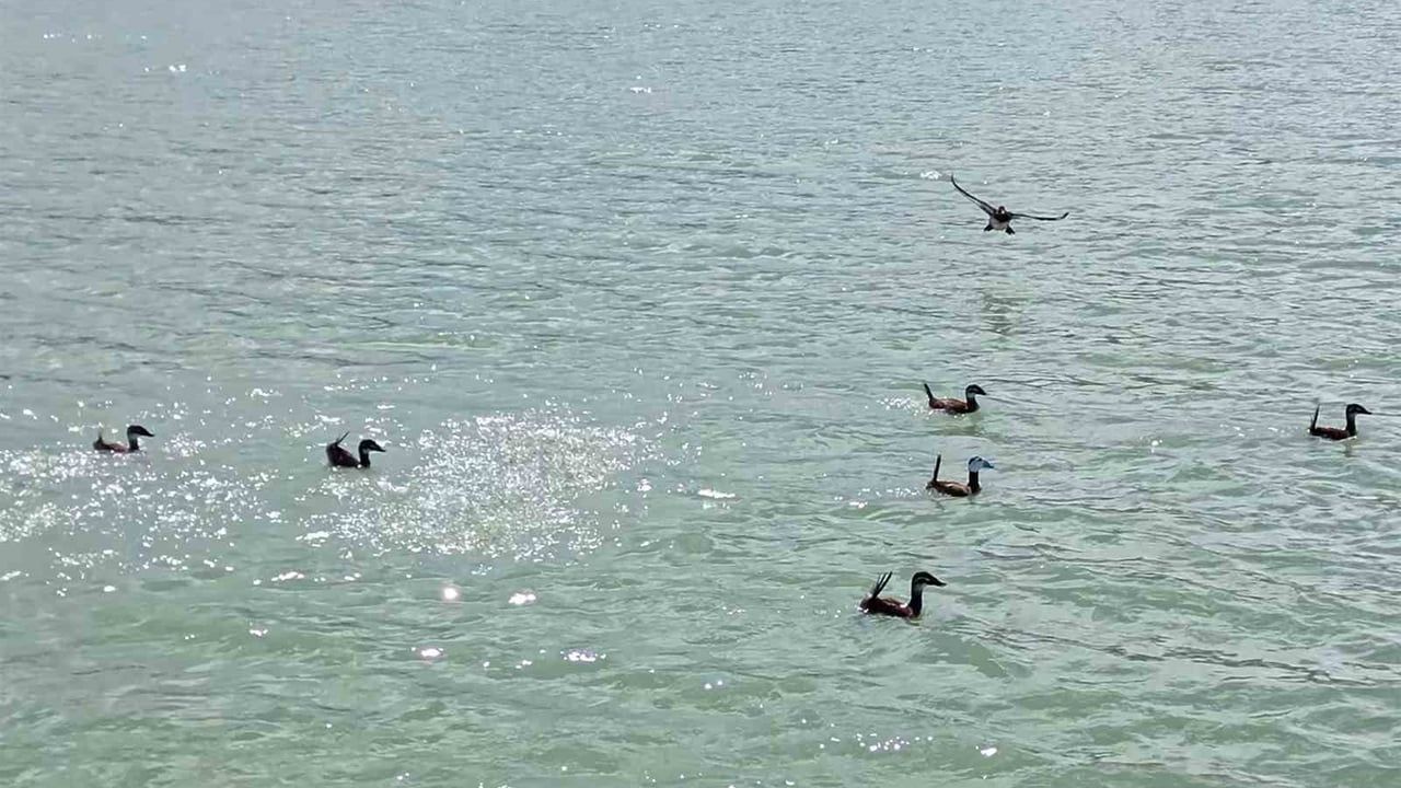 Van Gölü Havzasında IUCN Sınıflamasına Göre Nesli Tehlike Altındaki Dikkuyruk Görüntülendi