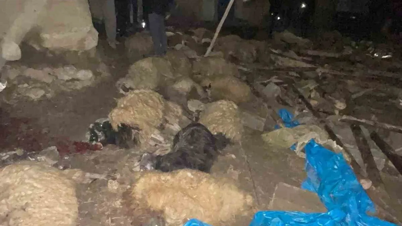 Van Gürpınar'da ahır çöktü: 56 küçükbaş hayvan telef oldu, 1 inek yaralı kurtarıldı