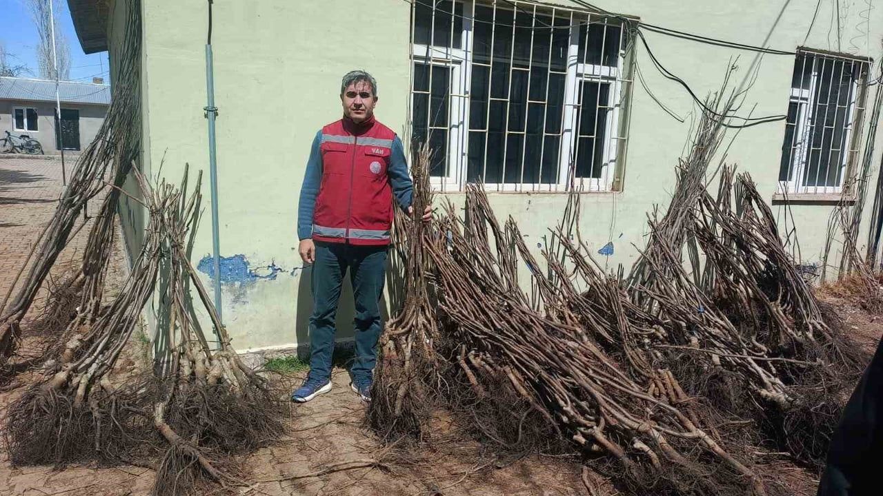 Van Muradiye'de yüzde 90 hibeli 50 bin meyve fidanı çiftçilere dağıtıldı